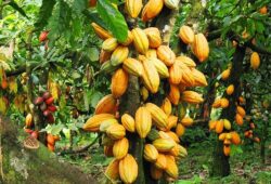 Cocoa Prices Reduction in Ghana