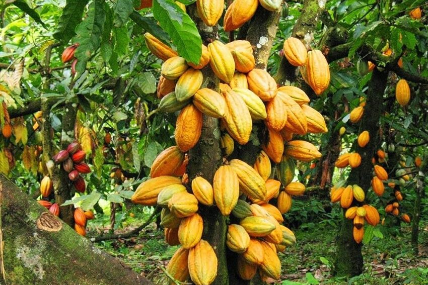 Cocoa Prices Reduction in Ghana