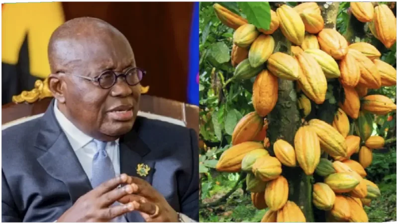 Cocoa Prices Increase by 58.26% in Ghana: Farmers are Happy?