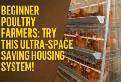 Vertical poultry housing system for beginner farmers in Ghana