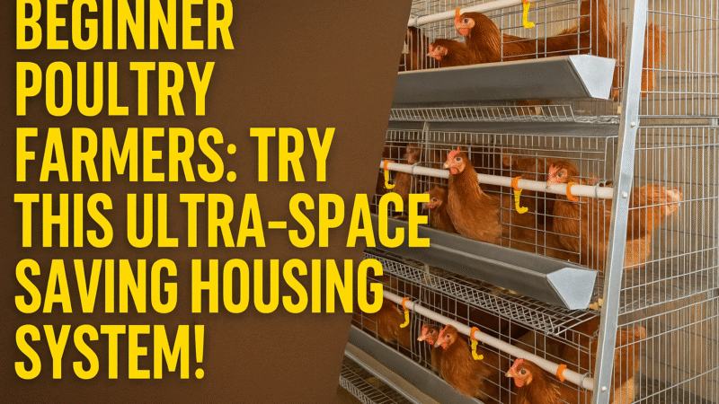 Beginner Poultry Farmers: Try This Ultra-Space Saving Vertical Housing System!